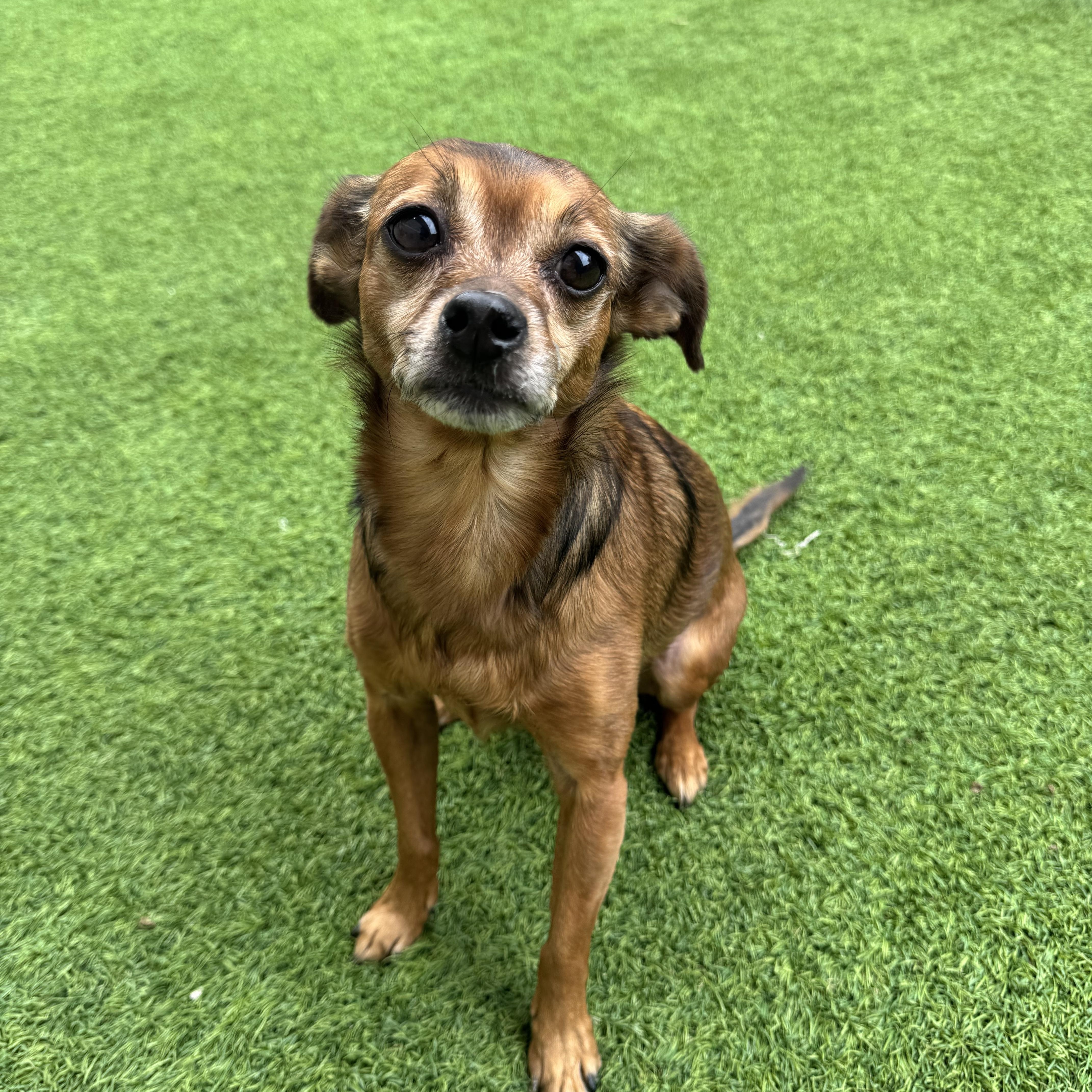An adult small-sized female Chihuahua dog named Mercedes for adoption in Henderson, NV