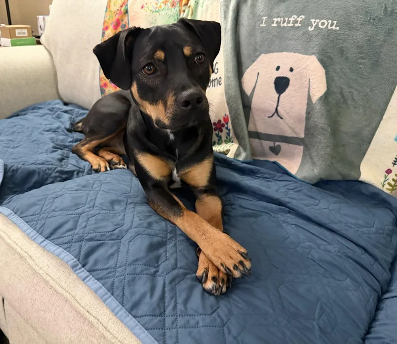 A young medium-sized female Mixed Breed dog named Lola for adoption in Doylestown, PA