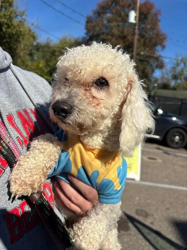 An adult small-sized male White / Cream Mixed Breed dog named Winney for adoption in Cincinnati, OH