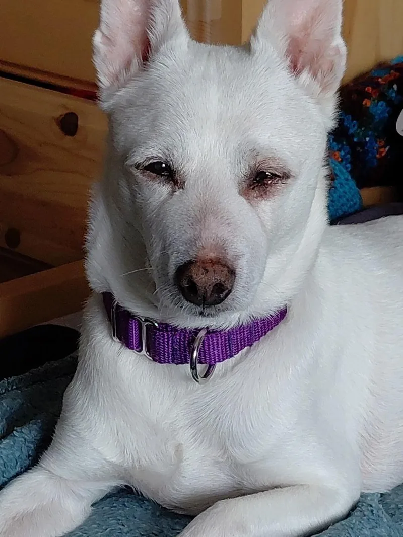 A senior small-sized male Chihuahua dog named Ace for adoption in Silvana, WA