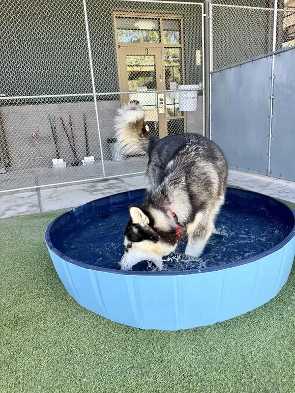 An adult large-sized male Mixed Breed dog named Rainier for adoption in Truckee, CA