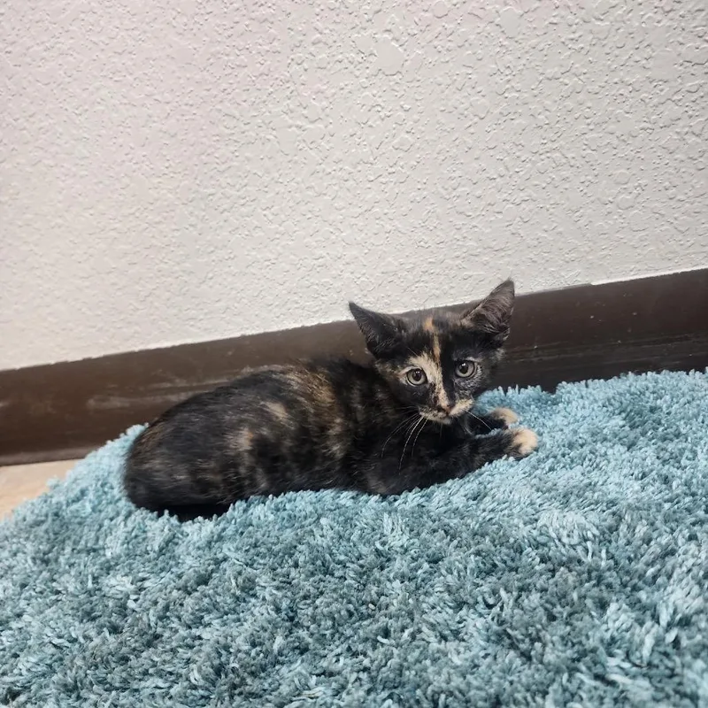 A baby small-sized female Tortoiseshell American Shorthair cat named Mitzi for adoption in Collinsville , OK
