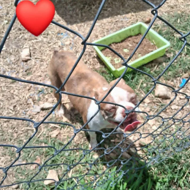 Maggie