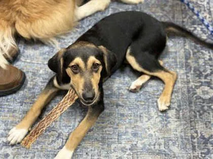 A baby medium-sized female Mixed Breed dog named Lainee for adoption in Memphis, TN