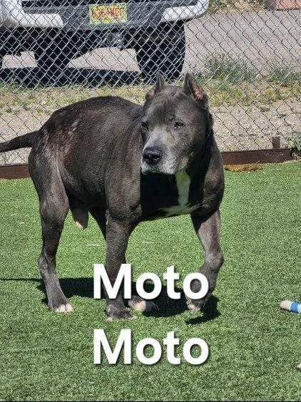 Moto Moto thumbnail 6