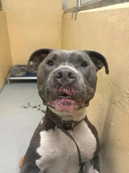 A young large-sized male Terrier dog named Rhino for adoption in Seattle, WA