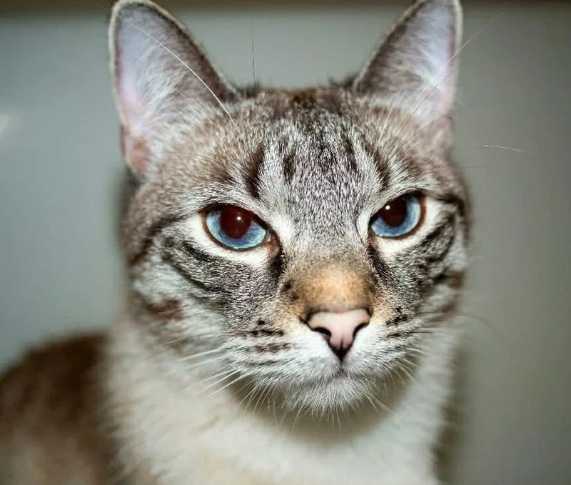 An adult medium-sized female Domestic Short Hair cat named Mama Trixie for adoption in Manchester, CT