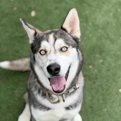 A young large-sized male Siberian Husky dog named Ranger for adoption in Sacramento, CA