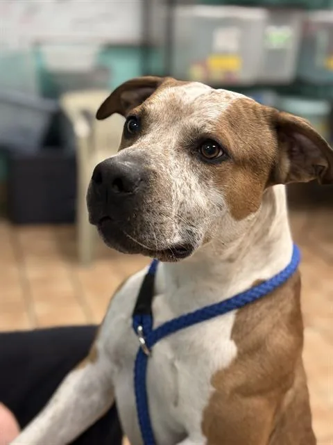 A young medium-sized male Australian Cattle Dog / Blue Heeler dog named Roger for adoption in Indianapolis, IN