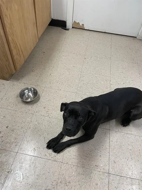 A young medium-sized female Staffordshire Bull Terrier dog named Lola for adoption in Killeen, TX