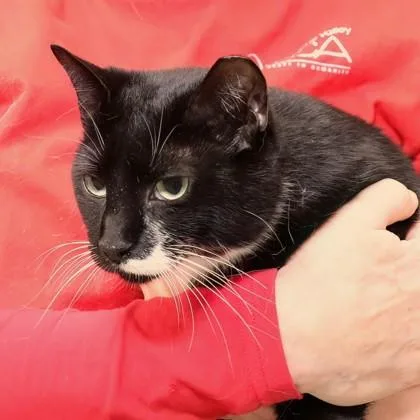 An adult medium-sized female Domestic Short Hair cat named Rugrat for adoption in West Chester, PA