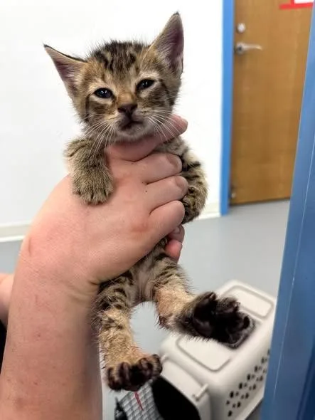 A baby small-sized male Domestic Short Hair cat named Crouton for adoption in Hartsville, SC
