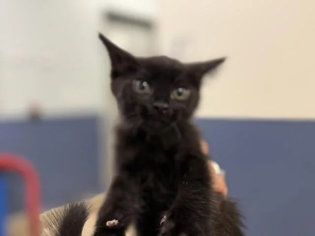 Gigi
