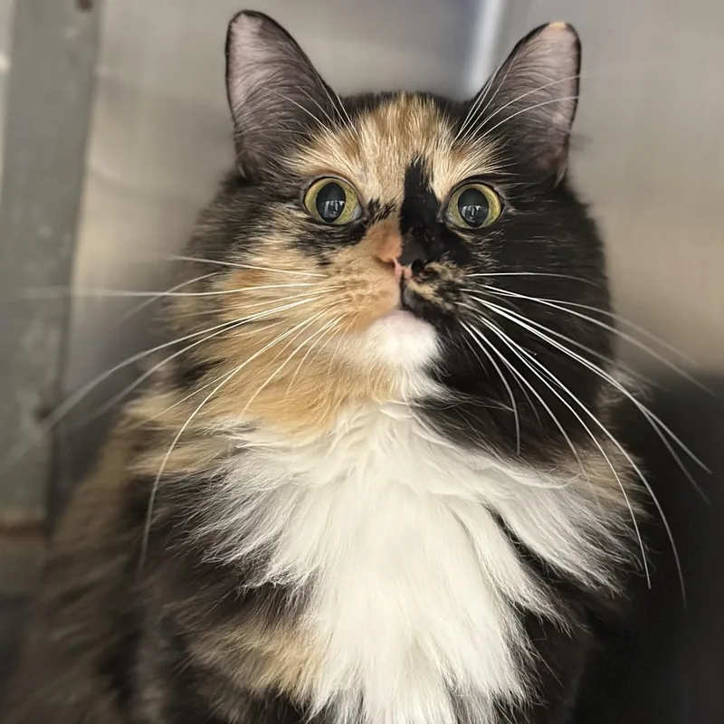 An adult medium-sized female Calico Domestic Medium Hair cat named Margaret for adoption in Matteson, IL