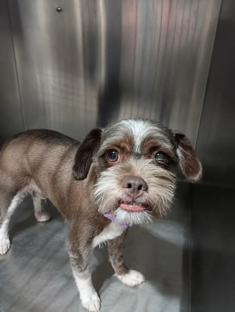 A young small-sized male Shih Tzu dog named Dean $ for adoption in Milwaukee, WI