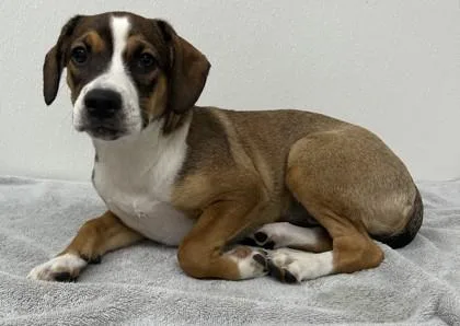 A young medium-sized female Mixed Breed dog named Ruby for adoption in Phoenix, AZ