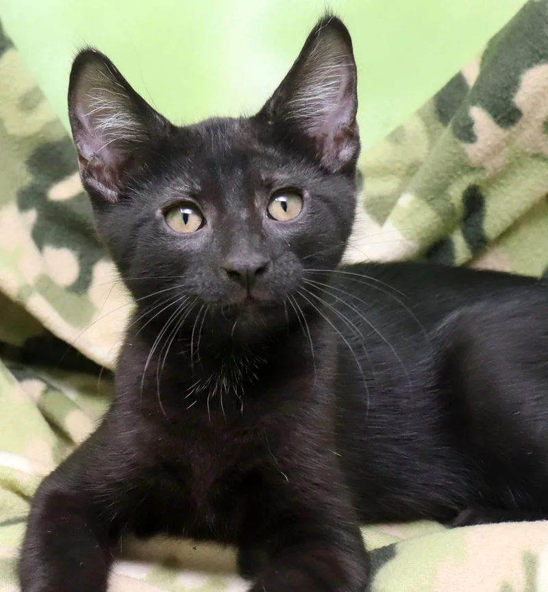 A baby medium-sized male Black Domestic Short Hair cat named Ryder for adoption in Tierra Verde, FL