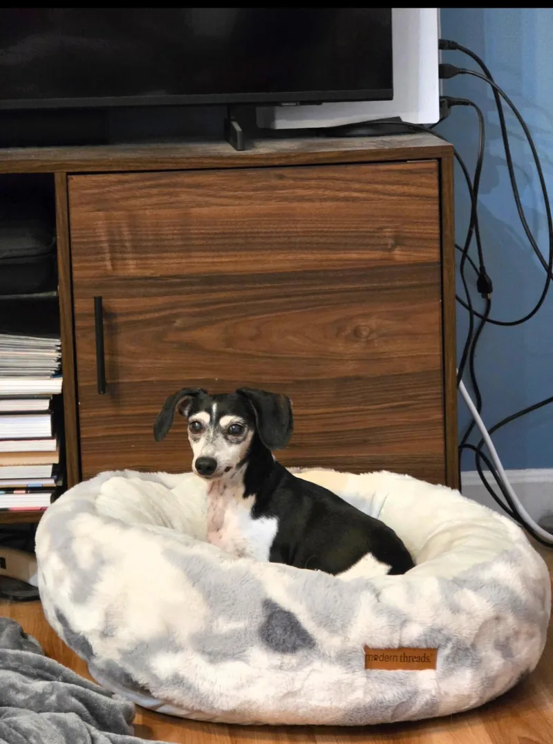 A senior small-sized female Tricolor (Brown, Black, & White) Dachshund dog named Zoey for adoption in Georgetown, KY