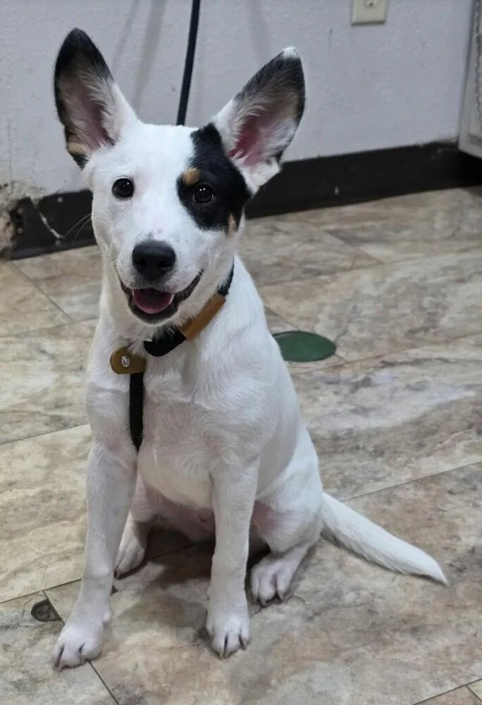 A baby medium-sized female Tricolor (Brown, Black, & White) Australian Cattle Dog / Blue Heeler dog named Bing for adoption in Parker, CO