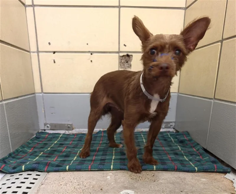A young medium-sized female Chihuahua dog named Kiara for adoption in Houston, TX