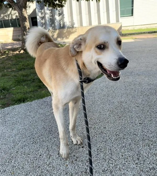 An adult large-sized male Labrador Retriever dog named Muffin Man for adoption in Austin, TX