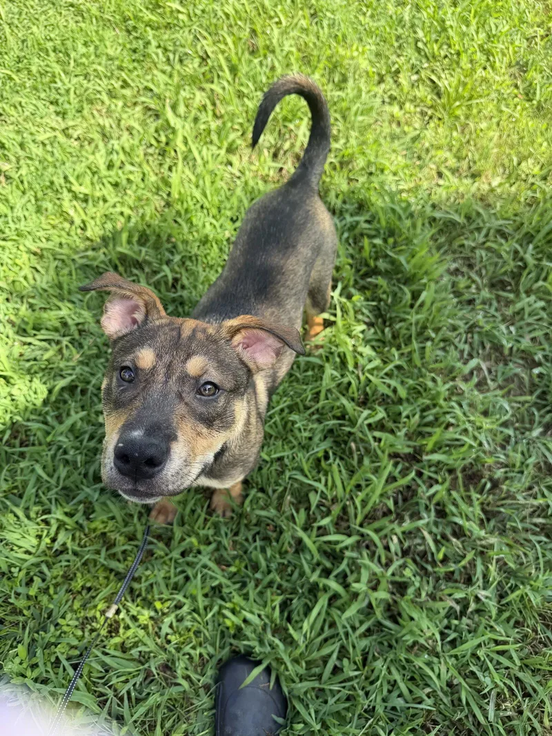 A young medium-sized male Pit Bull Terrier dog named Haze for adoption in Nashville, TN