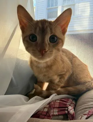 A baby small-sized female Tabby (Orange / Red) Domestic Short Hair cat named Merida for adoption in Nashville, TN