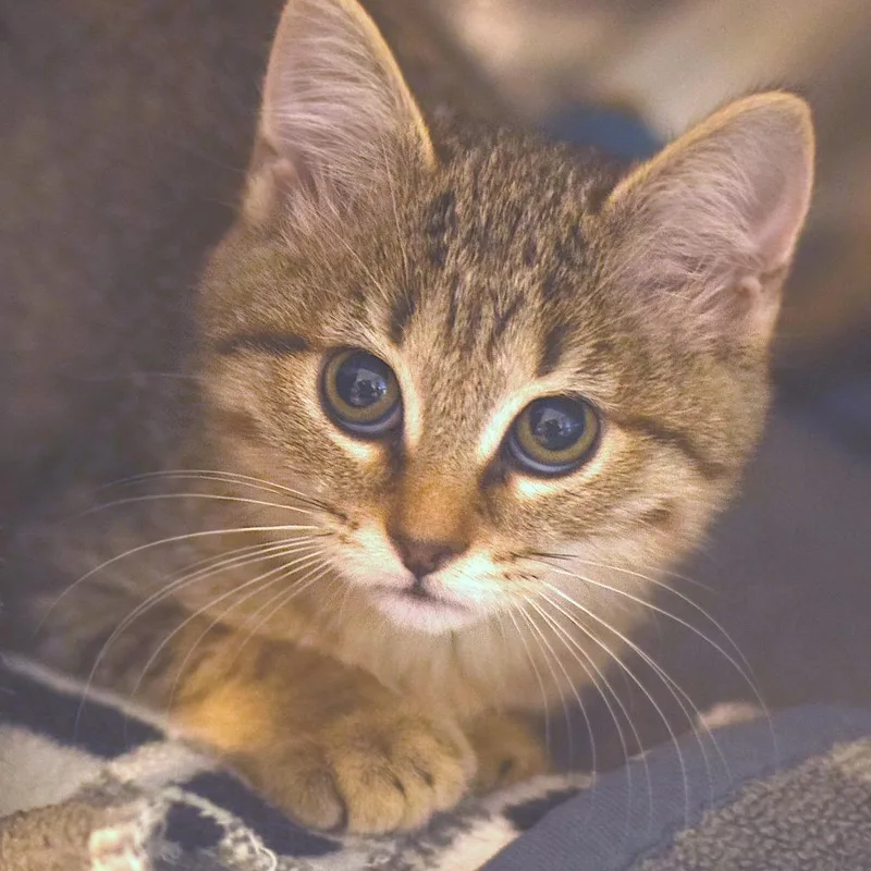 A baby small-sized male Brown / Chocolate Domestic Short Hair cat named Hedwig for adoption in Belleville, IL