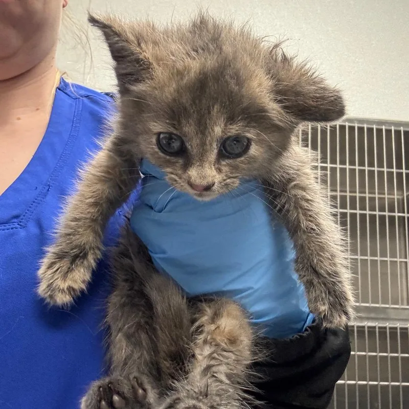 A baby small-sized female Orange / Red Domestic Short Hair cat named Francis Foghorn for adoption in Greenville, SC