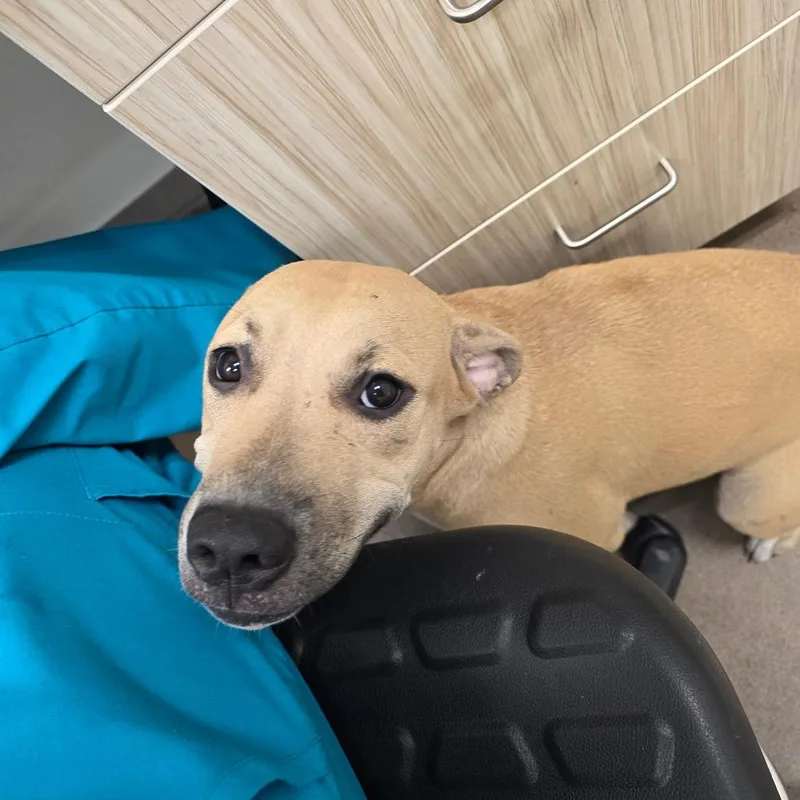 A young medium-sized female Pit Bull Terrier dog named Riley for adoption in Chattanooga, TN