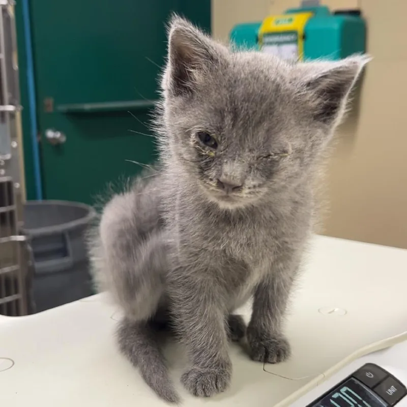 A baby small-sized male Gray / Blue / Silver Domestic Short Hair cat named Maurice for adoption in Pauls Valley, OK