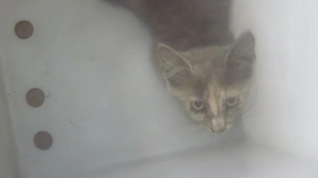 A baby medium-sized female Domestic Medium Hair cat named Reese for adoption in Dallas, TX