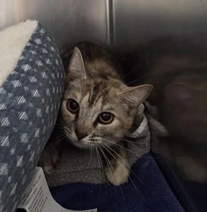 An adult small-sized female Domestic Short Hair cat named Dash for adoption in Worcester, MA