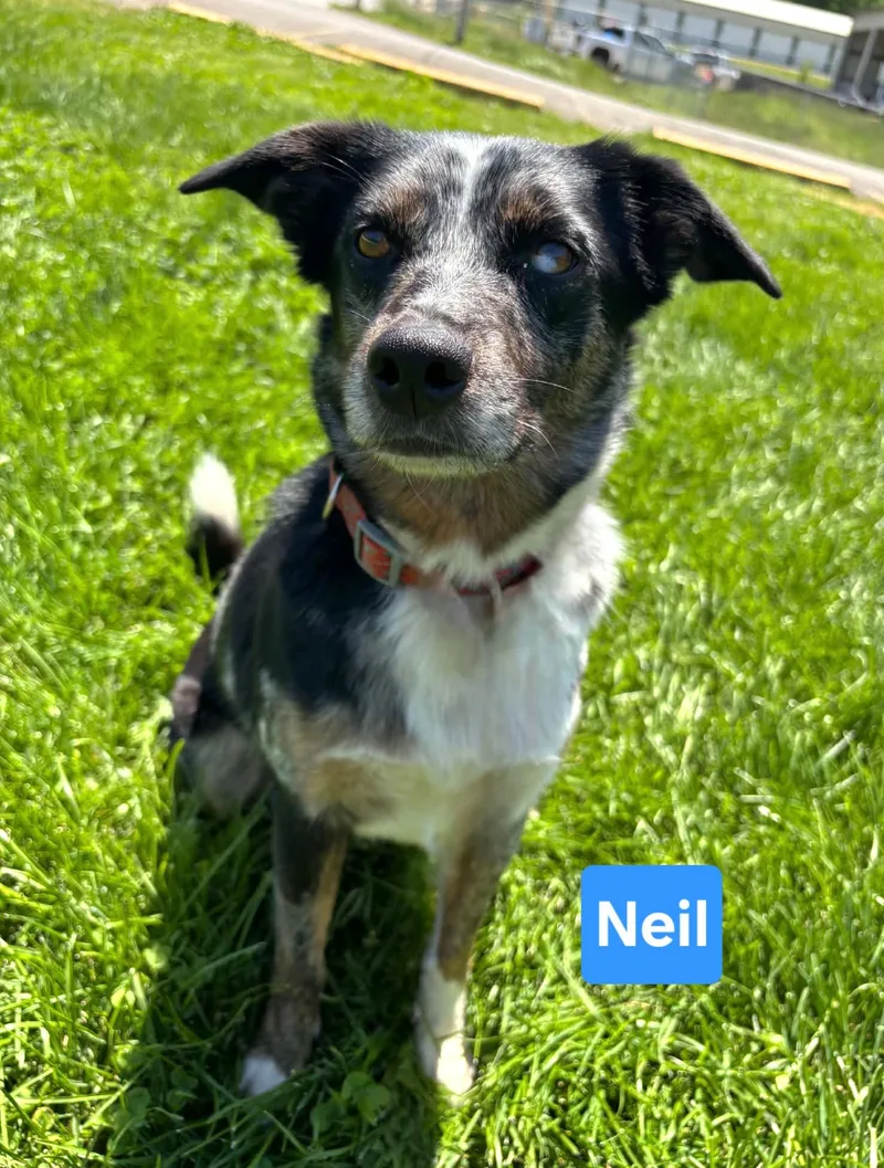 Neil