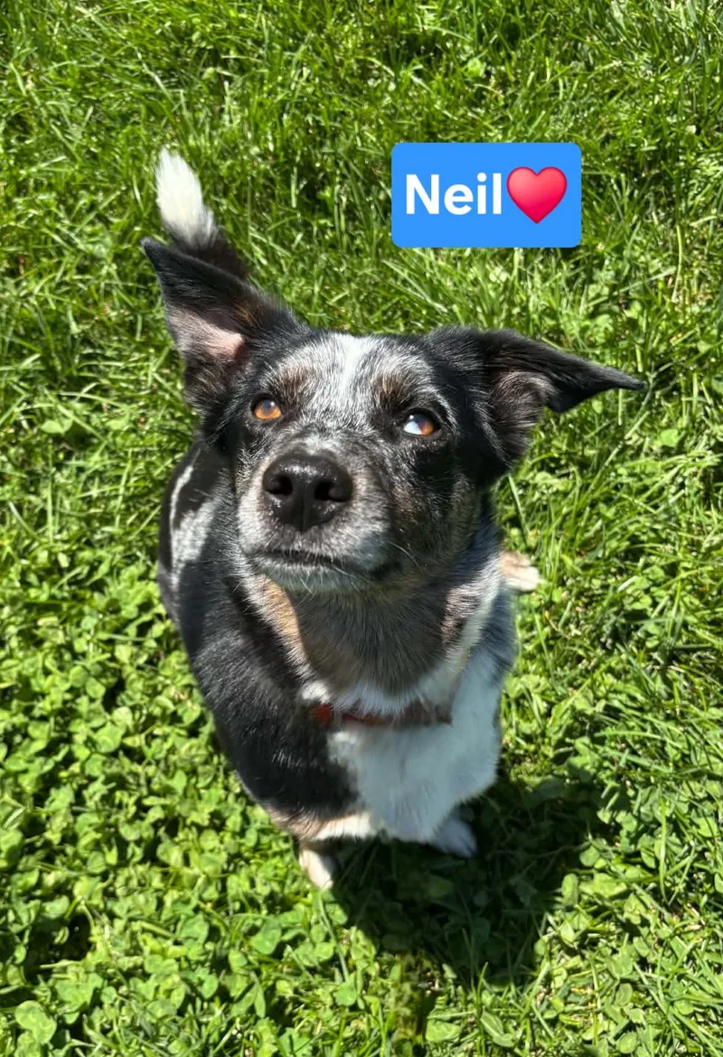 Neil thumbnail 2