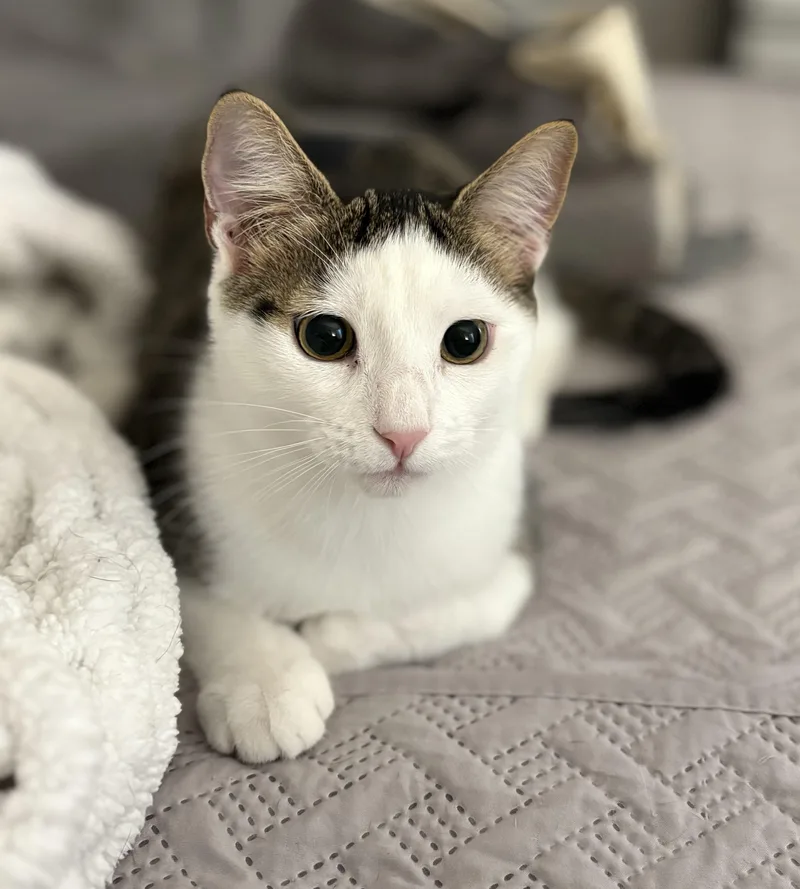 A young medium-sized female Domestic Short Hair cat named Pearl for adoption in Brooksville, FL