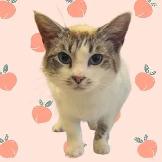 An adult medium-sized female Cream / Ivory Domestic Short Hair cat named Fergilicious for adoption in Tuscaloosa, AL