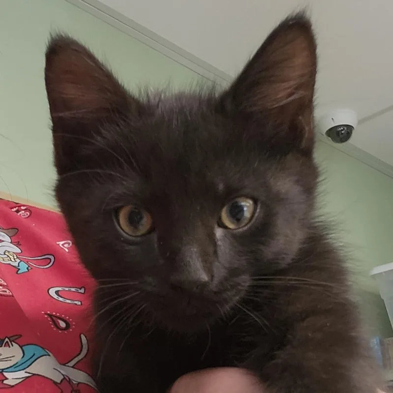 A baby small-sized male Black Domestic Short Hair cat named Diesel for adoption in Columbia Station, OH
