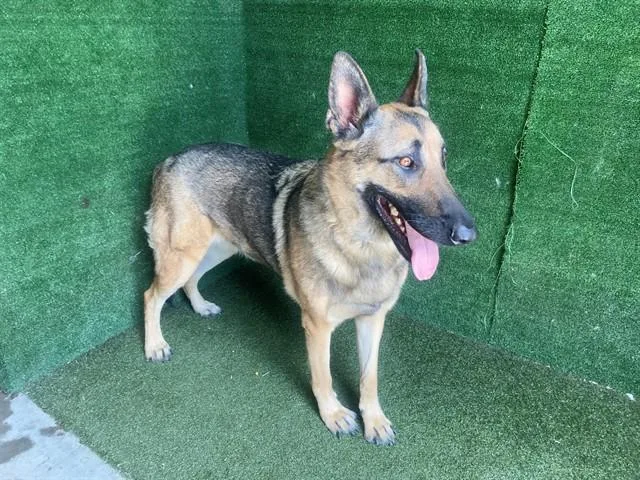 An adult large-sized female German Shepherd Dog dog named Stormie for adoption in Lancaster, CA