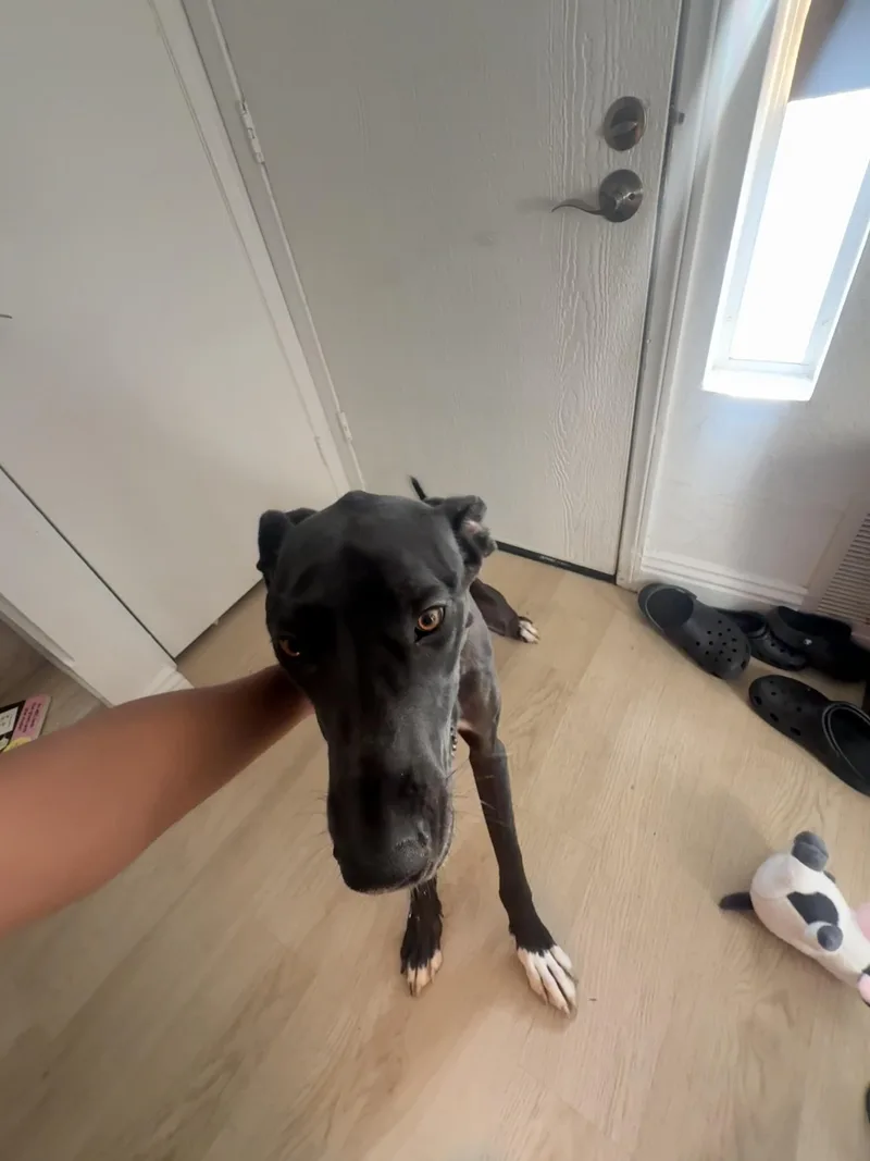 A young large-sized female Black Great Dane dog named Athena for adoption in Long Beach, CA
