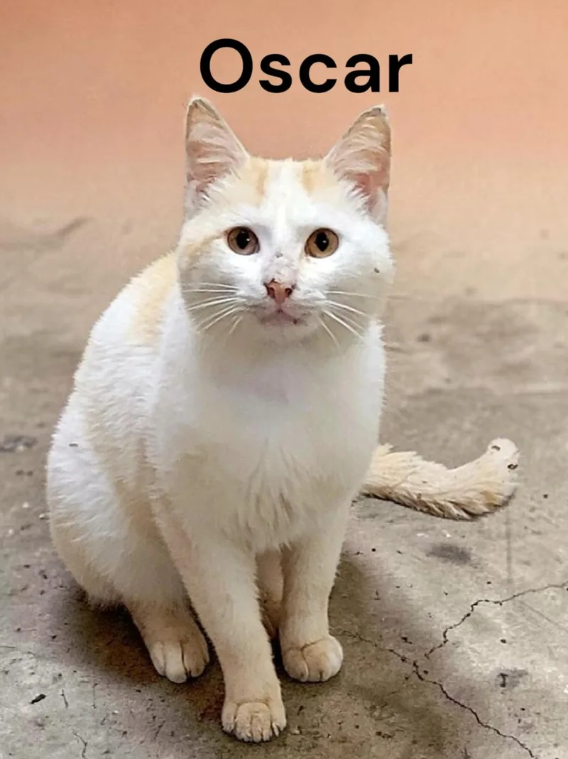 A young medium-sized male Domestic Short Hair cat named Oscar for adoption in Weems, VA