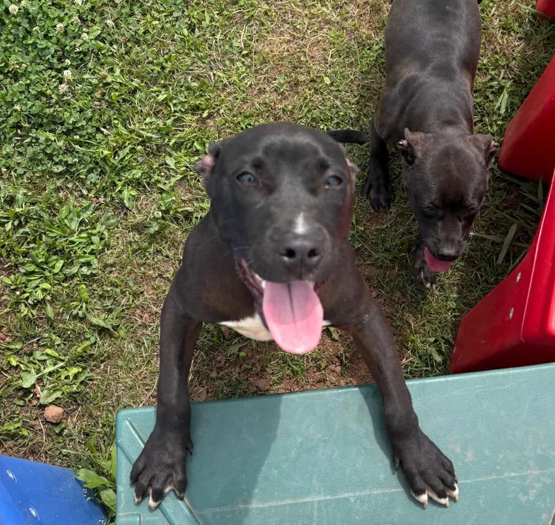 A baby medium-sized male Mixed Breed dog named Wade for adoption in Bossier City, LA