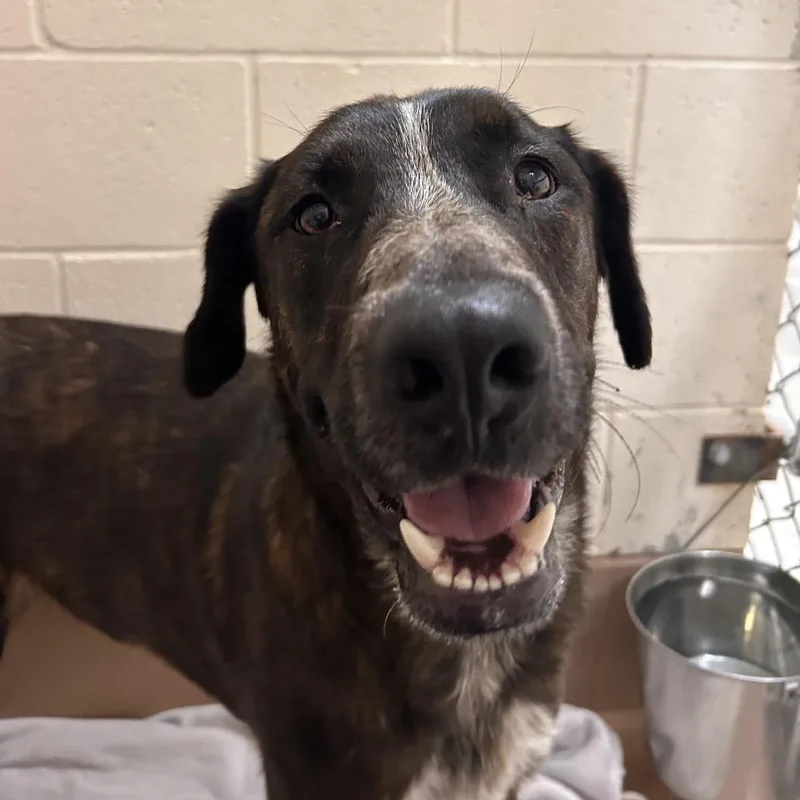 A young medium-sized male Black Pit Bull Terrier dog named Socks for adoption in Reno, NV