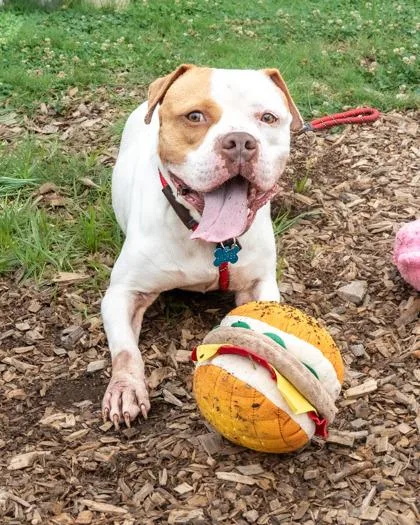 An adult large-sized female Mixed Breed dog named Asha for adoption in Chamblee, GA