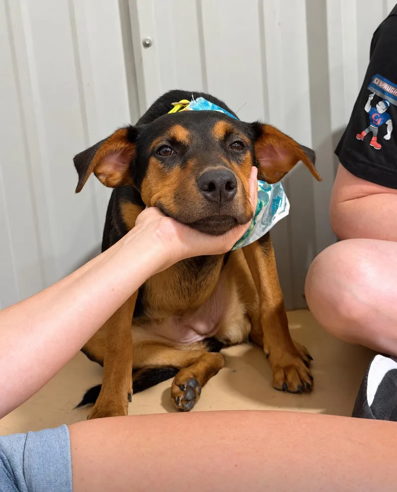 A baby medium-sized female Labrador Retriever dog named Baela for adoption in Pembroke, MA