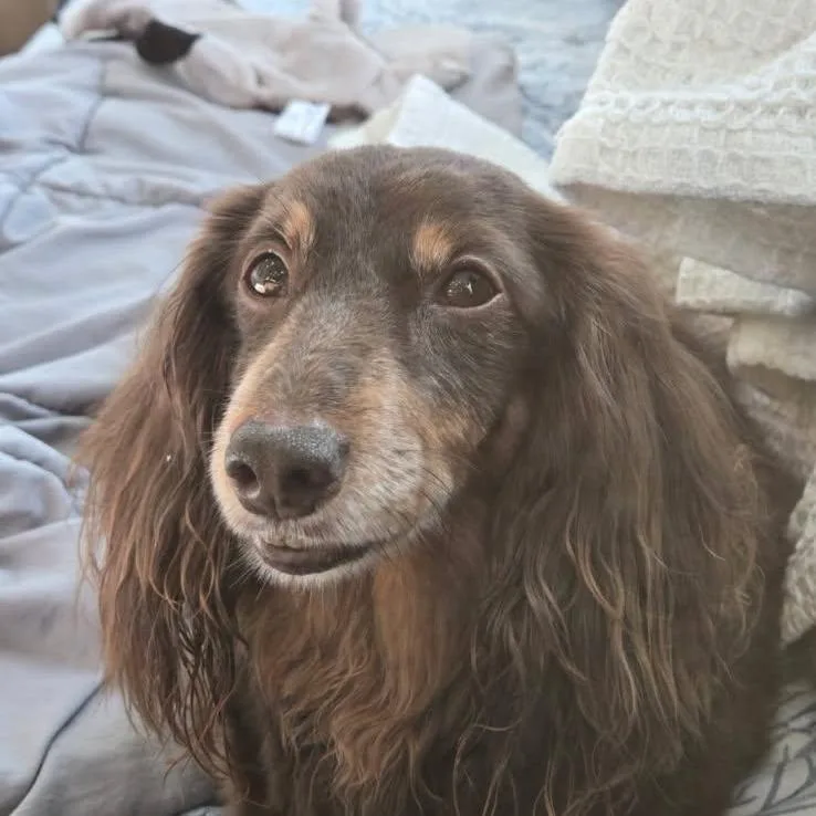 A senior small-sized female Yellow / Tan / Blond / Fawn Dachshund (Miniature Long Haired) dog named Lulu for adoption in Martinsburg, WV