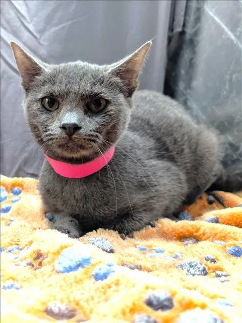 A baby small-sized female Domestic Short Hair cat named Heather for adoption in Appling, GA