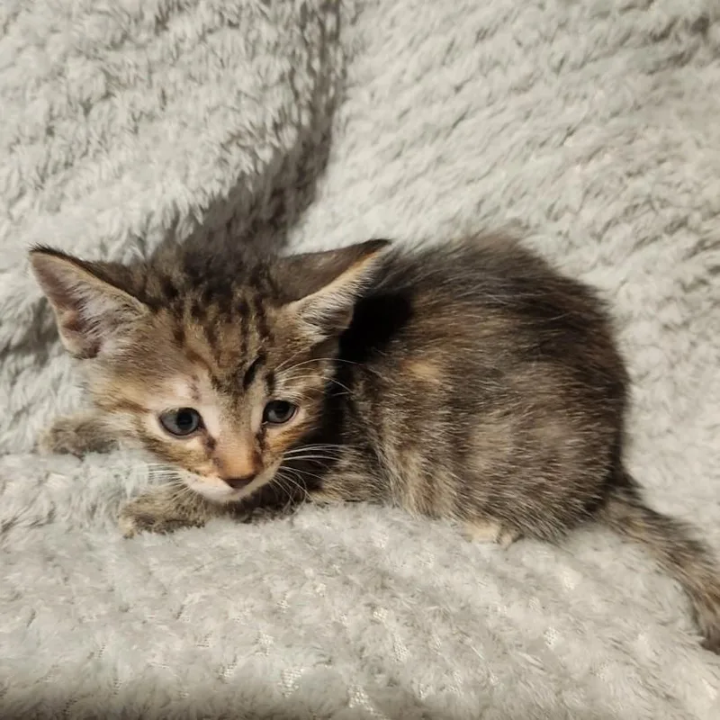 A baby medium-sized female Buff / Tan / Fawn Tabby cat named Kitara for adoption in Allen, TX