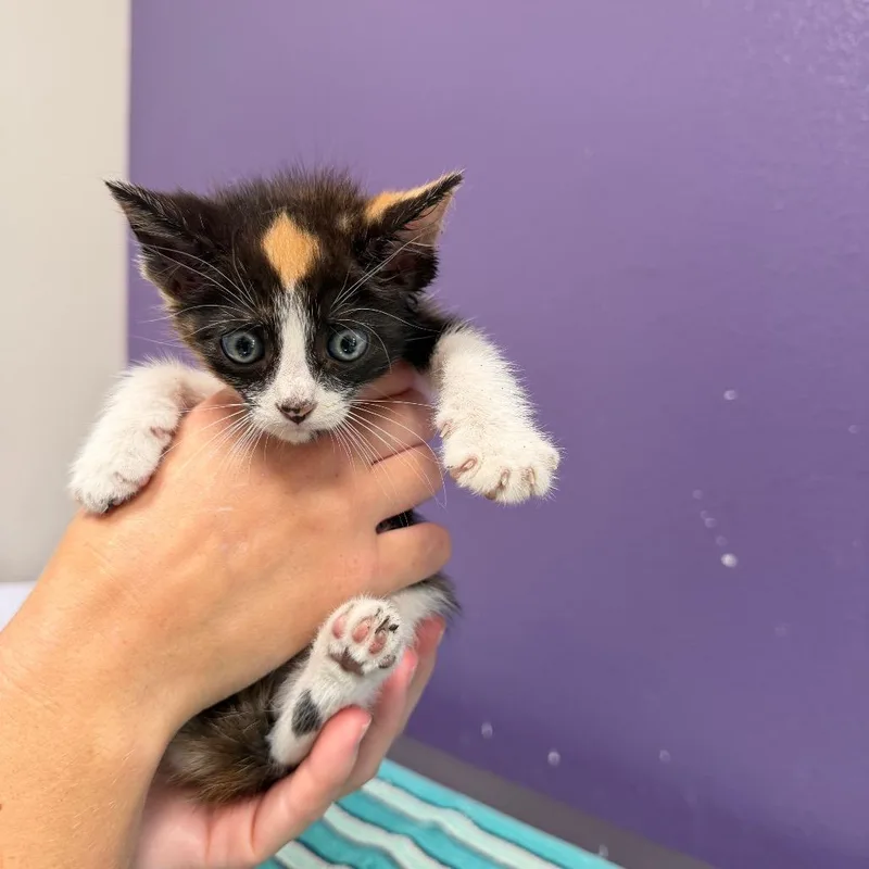 A baby small-sized female Tortoiseshell Domestic Short Hair cat named Myrtle for adoption in Englewood, FL