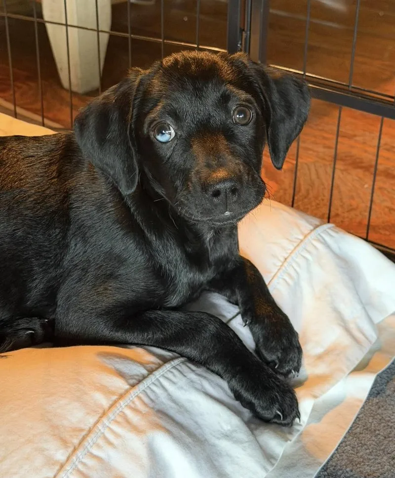 A baby small-sized female Mixed Breed dog named Meadow for adoption in Ellijay, GA
